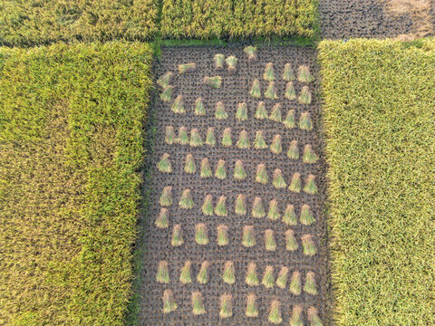 Aerial view of harvested rice stalks bundled in a field surrounded by lush green crops in Kebumen, Central Java, Indonesia.