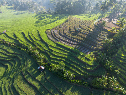 Aerial view of lush green terraced rice fields with small huts and palm trees under soft morning light in Wadaslintang, Central Java, Indonesia.