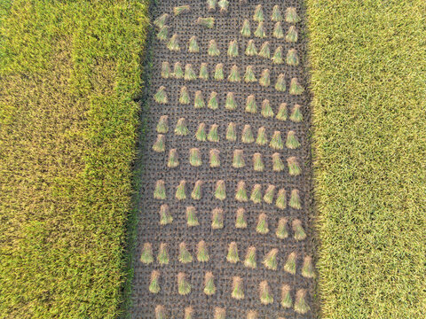 Aerial view of harvested rice bundles arranged in neat rows on dark soil between lush green and yellow rice paddies in Kebumen, Central Java, Indonesia.