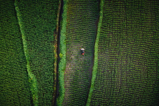 Aerial view of a farmer working in the lush green rice terraces of Sidemen, Bali, Indonesia.