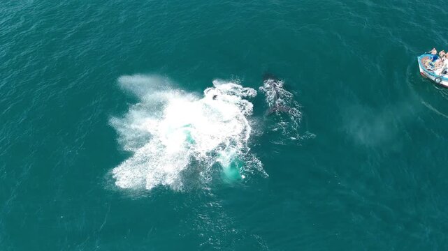 Aerial view of two humpback whales swimming in the clear turquoise ocean water near a small boat with people on board in Rio de Janeiro, State of Rio de Janeiro, Brazil.