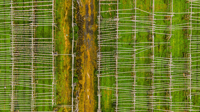 Aerial view of a fish drying facility with wooden racks arranged in rows over a green field in Hafnarfjordur, Hafnarfjardarkaupstadh, Iceland.