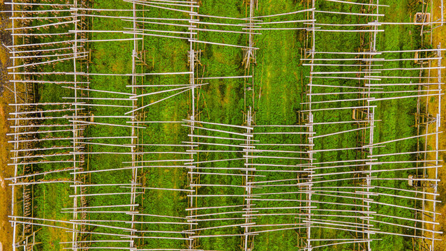 Aerial view of fish drying facility with wooden racks arranged in rows over a green field in Hafnarfjordur, Hafnarfjardarkaupstad, Iceland.