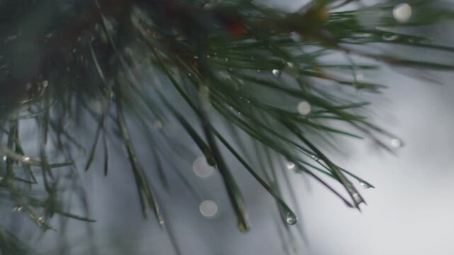 Branch of the pine tree in the wet pine forest after the summer rain
