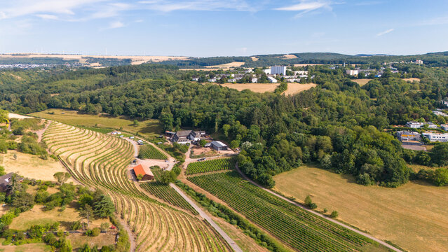 Aerial view of vineyards in the Moselle valley near Trier, featuring rolling hills, green forests, and rural farm buildings in Trier, Rhineland Palatinate, Germany.