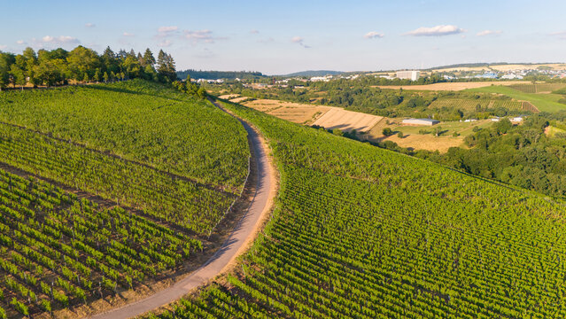 Aerial view of lush green vineyards stretching across the rolling hills of the Moselle valley with a winding road and summer sunlight in Trier, Rhineland Palatinate, Germany.