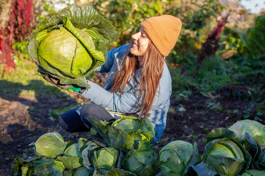 Farmer harvesting white cabbage in fall garden. Gardener picking cabbage heads, putting them in heap. Woman growing organic food