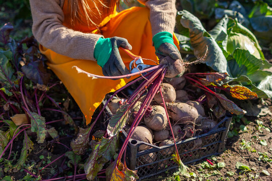 Farmer harvesting beetroot in fall garden. Gardener picking vegetables putting them in crate. Woman prunes leaves 