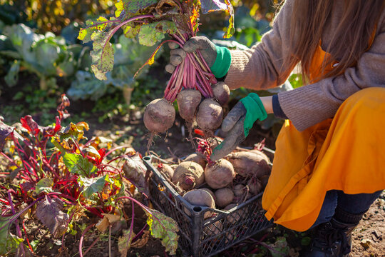 Farmer harvesting beetroot in fall garden. Gardener picking red beet vegetables putting them in crate. Woman growing organic food