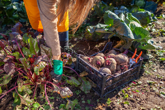 Farmer harvesting beetroot in fall garden. Gardener picking vegetables putting them in crate. Woman pulling red beet out of soil