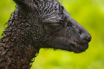 Portrait of baby llama soaked in rain © Mark Castiglia