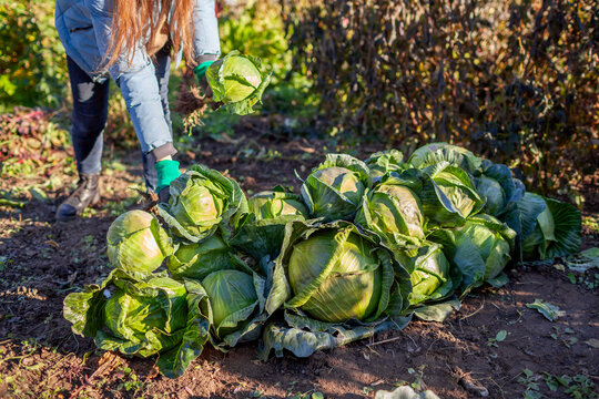 Farmer harvesting white cabbage in fall garden. Gardener picking cabbage heads, putting them in heap. Woman growing organic food