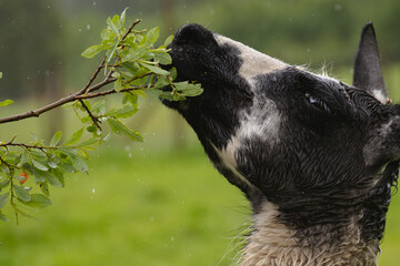 Obraz premium Domestic llama eats leaves in the rain om farm in Norway