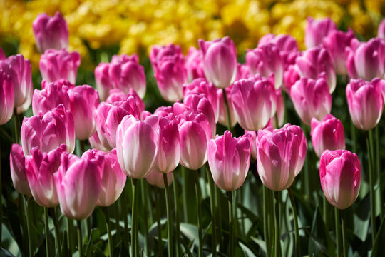 Blooming pink tulips flowerbed in Keukenhof flower garden, also known as the Garden of Europe, one of the world largest flower gardens alongside popular tourist attraction. Lisse, the Netherlands