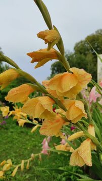 Raindrops on gladioli flowers