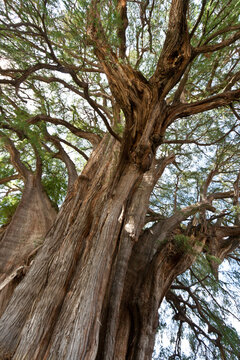 A tule tree in Mexico - the stoutest tree in the world, with trunk
