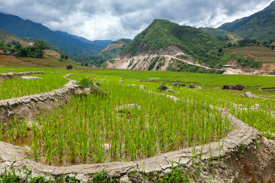 Rice field terraces (rice paddy). Beside Cat Cat village, near Sapa, Vietnam
