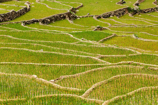 A rice field terraces rice paddy. Near Cat Cat village, near Sapa, Mui Ne