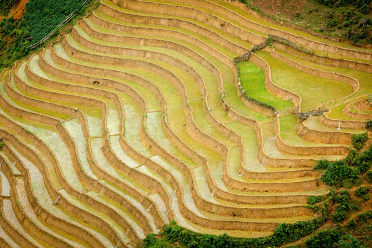 A rice field terraces (rice paddy). Near Cat Cat village, near Sapa, Vietnam, with landscape