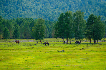 Obraz premium Horses grazing in lush green pasture by forested hillside