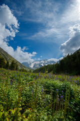 Obraz premium Scenic mountain valley with wildflowers under blue sky and clouds