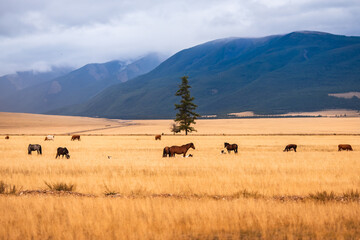 Obraz premium Horses and cow on ranch with mountains yellow field, autumn nature landscape