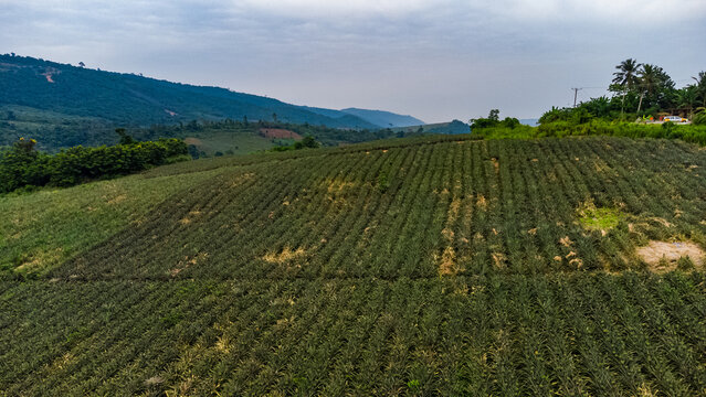 Aerial view of the Pokrom pineapple plantation with rows of crops stretching across the hilly landscape under a cloudy sky in Aburi, Eastern Region, Ghana.