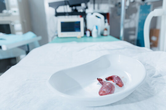 Veterinary clinic surgery room, remove underdeveloped testicles in dog