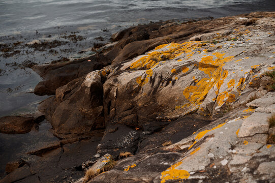 Rocky Norwegian coastline with vibrant yellow lichen and dark sea water