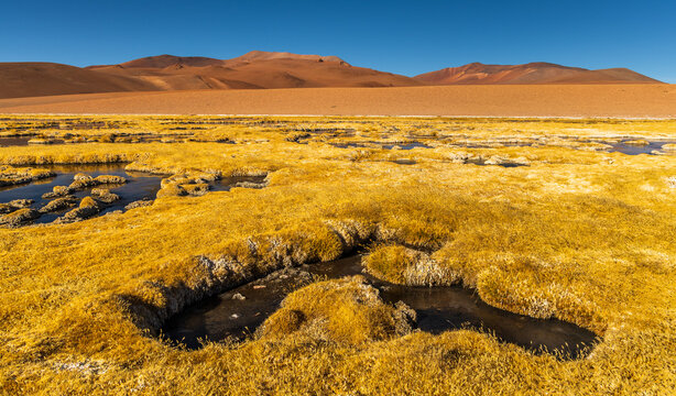 View of Mirador Quebrada Quepiaco featuring golden wetland grasses and small water pools against a backdrop of arid mountains in San Pedro de Atacama, Antofagasta, Chile.