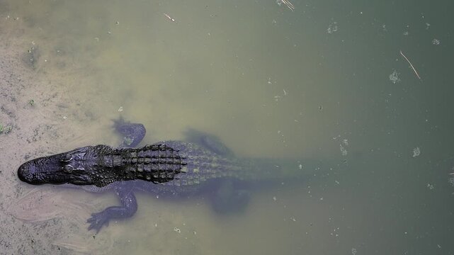 High-angle view of a large American alligator floating still in the murky, greenish water of a swamp, partially submerged in its habitat