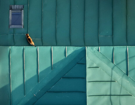 Aerial view of a cat walking on a green metal roof with geometric panels and a skylight in Belgrade, City of Belgrade, Serbia.