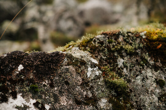 Close-up of moss and lichen growing on ancient rocks in Norway