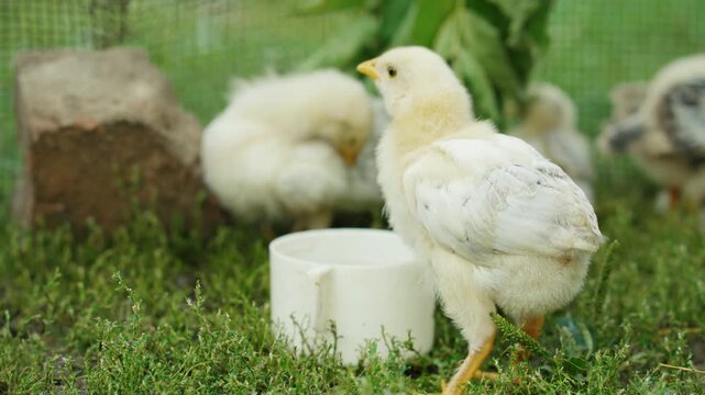 Group of yellow chicks interact around a white feeding bowl in a grassy area, with a stone and greenery visible in the background, showcasing their natural behavior in a farm setting