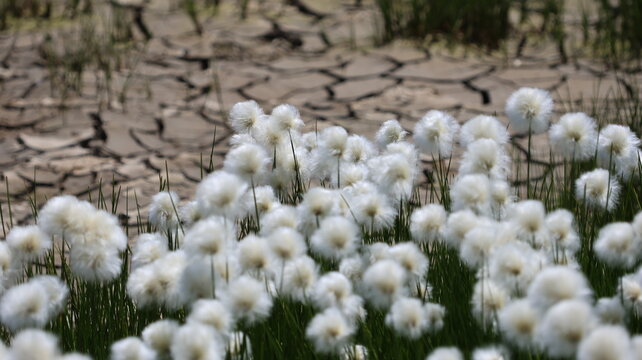 View of fluffy white cotton grass blooming in front of dry cracked earth near the Cornettes de Bise in La Chapelle-d'Abondance, Auvergne-Rhone-Alpes, France.