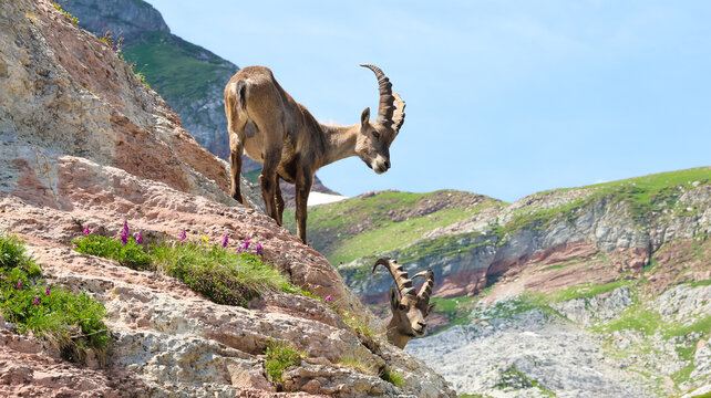 View of two Alpine ibex standing on the rocky slopes of Cornettes de Bise with wildflowers and mountain peaks in the background in La Chapelle-d'Abondance, Auvergne-Rhone-Alpes, France.