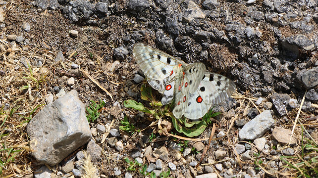 View of an Apollo butterfly with distinctive red-spotted white wings resting on rocky ground near the Cornettes de Bise in La Chapelle-d'Abondance, Auvergne-Rhone-Alpes, France.