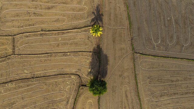 Aerial view of rice paddies with intricate irrigation patterns and two trees casting long shadows in Iloilo, Iloilo, Philippines.