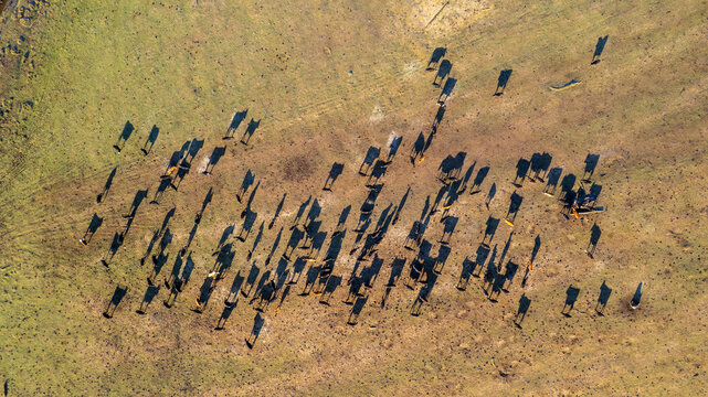 Aerial view of a herd of cattle grazing in a field with long shadows cast on the dry grass in Coyhaique, Aysen, Chile.