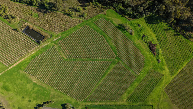 Aerial view of the Hunter Region vineyards with neatly planted rows of vines, lush green grass, and a small irrigation pond in Pokolbin, New South Wales, Australia.