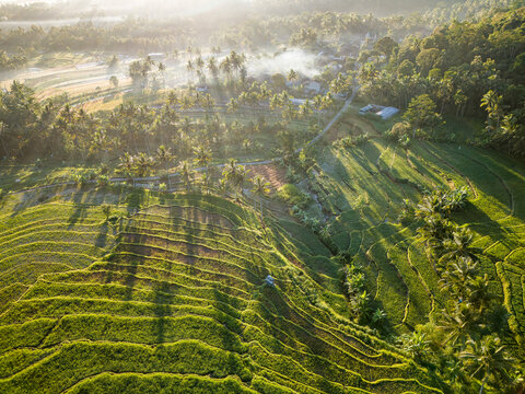 Aerial view of Kayuwangi Lor rice terraces with lush green paddies, palm trees, and morning mist under golden sunlight in Banyubiru, Central Java, Indonesia.
