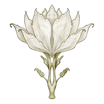 Flower watercolor illustration. Botanical blossom isolated on background. Decorative floral element for wedding invitations, botanical compositions and vintage design projects. Art of lily or lotus.