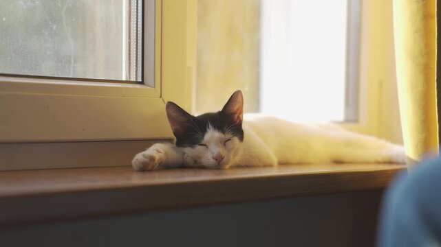 A cat is peacefully sleeping in the sunlight, enjoying the warmth on the windowsill. The cat sleeps while sunbeams gently illuminate its fur, creating a serene atmosphere.
