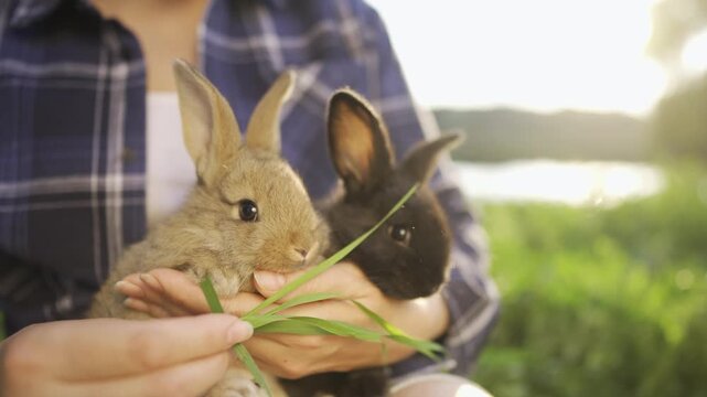 A woman holds two cute rabbits in the sun, enjoying their company. The cute rabbits nibble on grass while basking in the warm sun, surrounded by greenery.