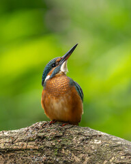 Zimorodek zwyczajny (Alcedo atthis) siedzący na gałęzi w naturalnym środowisku.  Intensywnie turkusowo-niebieskie upierzenie oraz charakterystyczny pomarańczowy brzuch tworzą wyjątkowy kontrast z  © MarcinRoj.Fotografia