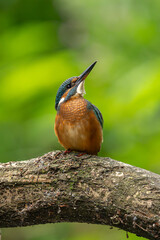 Zimorodek zwyczajny (Alcedo atthis) siedzący na gałęzi w naturalnym środowisku.  Intensywnie turkusowo-niebieskie upierzenie oraz charakterystyczny pomarańczowy brzuch tworzą wyjątkowy kontrast z  © MarcinRoj.Fotografia