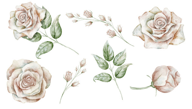 Vintage Rose Flowers watercolor illustrations set. Botanical elements isolated on background. Floral clipart for wedding invitations and feminine stationery. Art for gentle greeting cards.