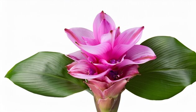 Curcuma Sessilis Gage Or Zingiberaceae Or Siam Tulip Flower Close Up Pink Purple Flower Branch Isolated On Transparent Background