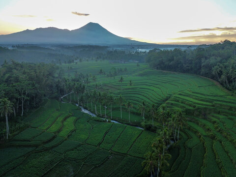 Aerial view of Pamotan rice terraces with lush green paddies, rows of palm trees, and a distant volcano under a soft morning sky in Dampit, East Java, Indonesia.