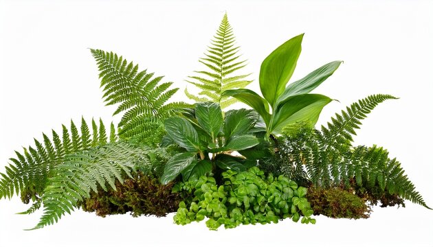 Variety Of Ferns And Small Plant Isolated